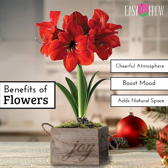 Easy to Grow Amaryllis Ferrari Red - 1 Planted Flower Bulb in a Ceramic White Pot Gift, Blooms Indoors for Holidays in 4 to 8 Weeks