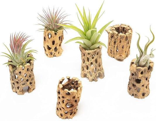 Air Plant Shop 12 Pack 3 Inch Cholla Cactus Holders with Assorted Air Plants- Wholesale and Bulk - Succulents - Live Tillandsia - Easy Care Indoor and Outdoor House Plants