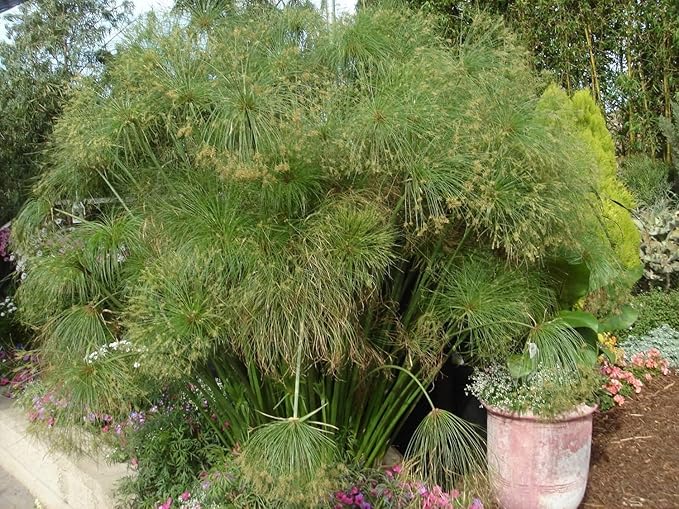 Giant Egyptian Papyrus | 3 Live Plants | Cyperus Large Shade & Wet Tolerant Aquatic Foliage