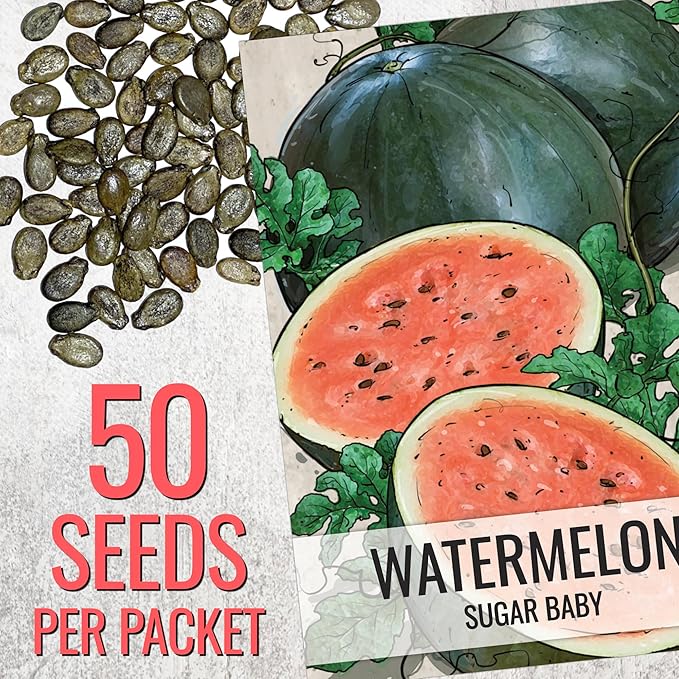 Seed Needs Watermelon Seeds for Planting Sugar Baby Watermelons - Non-GMO Heirloom & Untreated - Grow an Outdoor Home Grown Garden Filled with Sweet Fruits (1 Pack)