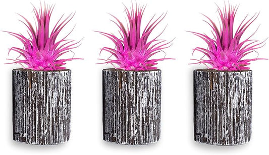 Air Plants - Tillandsia Ionantha - Organically Enhanced Color - Live Arrival Guaranteed - House Plants for Home Decor & Gift (3pk Rose Pink + White Barrels)