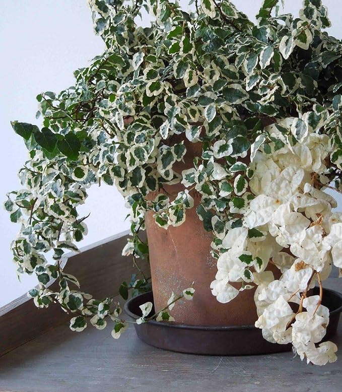 Variegated Creeping Fig Vine - Ficus Pumila Variegata - 3 Live Fully Rooted 2 Inch Plants - Climbing Ivy