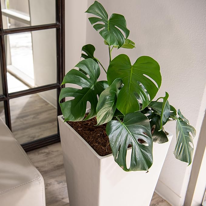 XBrand Modern 30-Inch Tall Square Planter, Tapered, Perfect for Indoor & Outdoor, Patio Decor, White