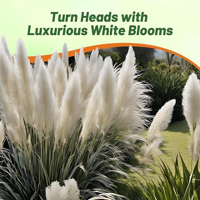 Outsidepride White Pampas Grass Seeds – 2,000 Pcs. Perennial, Drought-Tolerant Ornamental Grass for Large Garden Borders, Privacy Landscaping, Xeriscaping, and Low-Maintenance Outdoor Spaces