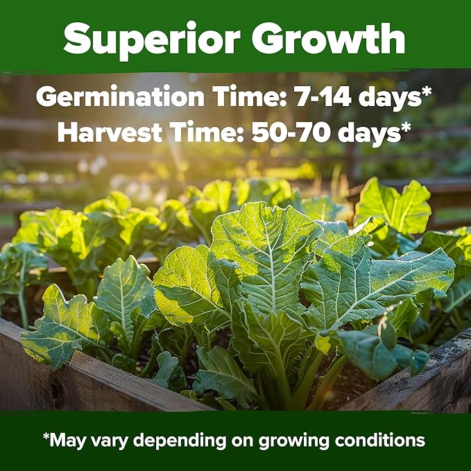 HOME GROWN Collard Greens Georgia Southern - 300 High Germination Heirloom Seeds for Planting in Your Vegetable Garden (Brassica oleracea)