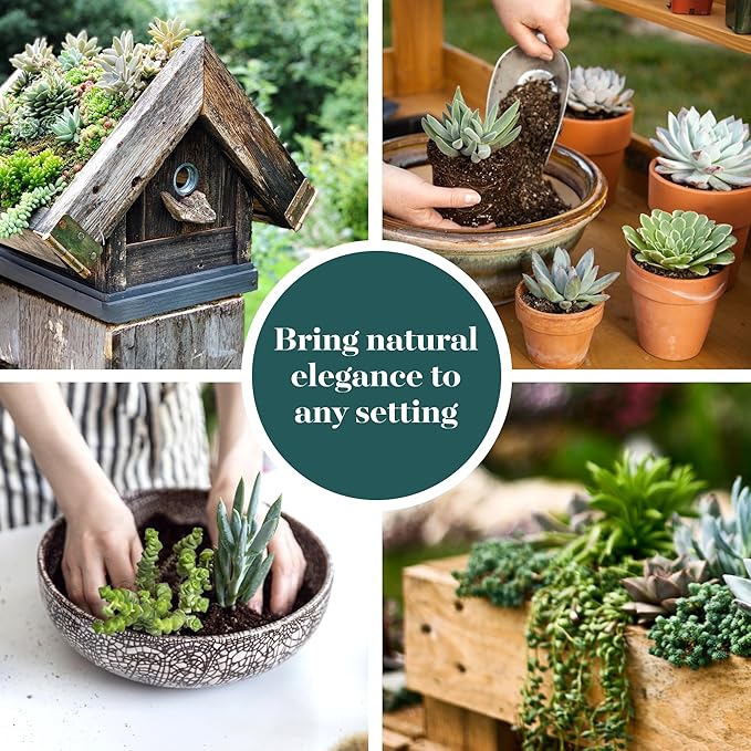 Shop Succulents | Verde Collection | Assortment of Hand Selected, Fully Rooted Live Indoor Green Succulent Plants, 12-Pack