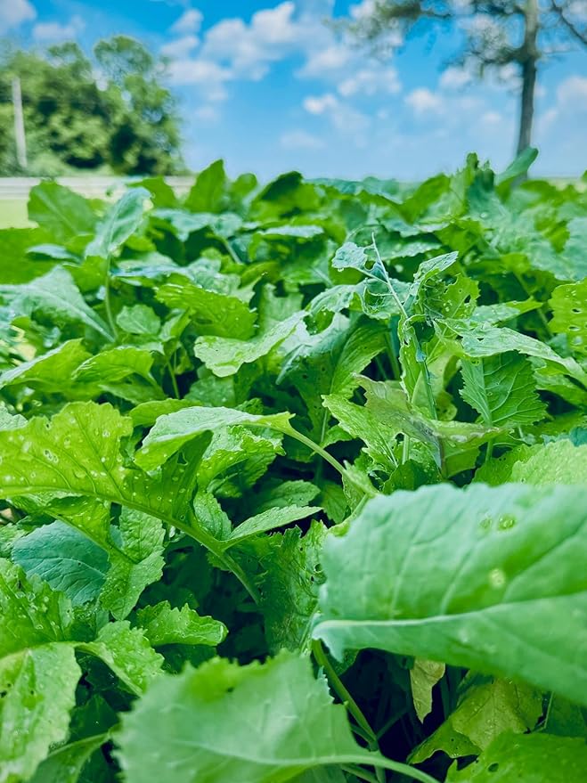 Late Season Brassicas Food Plot Seed Mix, 1/3 Acre or 2.5 Acres, 5 Brassicas, Cold Hardy, Graze Tolerant, Forage All Winter Long