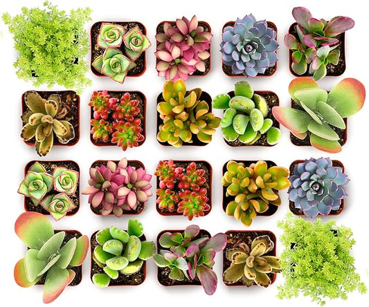 Shop Succulents Endless Summer Succulent Pack Collection - Live Mini Succulent Plants, Low Maintenance, Colors & Textures - Wedding and Party Favors, Gift & Garden, Pack of 32
