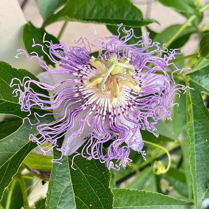 Light Purple Passion Flower Plant - Light Purple Passion Flower Vine Live Plant - Size 5 to 7 Inch Tall, Passiflora Flowers Starter Plant, Without Pot
