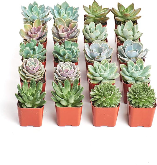 Shop Succulents Rosette Succulent Plant Pack Bulk Collection, Live Mini Succulent Plants, Easy Care, Floral Shaped Indoor Plants, Wedding and Party Favors, Gift & Garden, Pack of 20