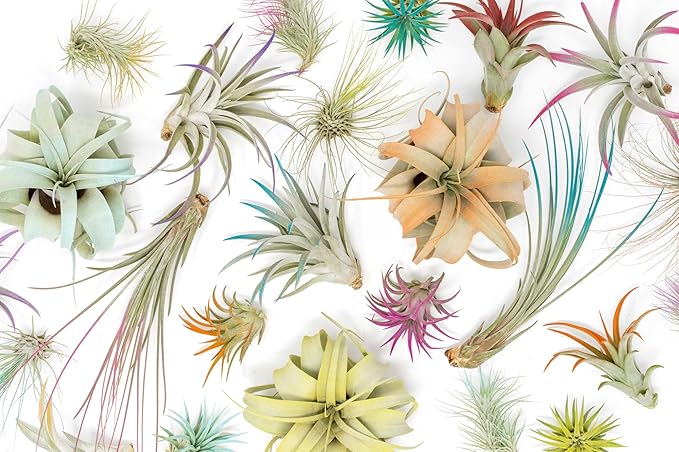 5 Assorted Colorful Air Plants Variety Pack - Vibrant Color Enhanced Tillandsias - Live Tillandsia Succulent House Plants - Wholesale and Bulk - Home and Garden Decor - Easy Care Indoor/Outdoor Plant