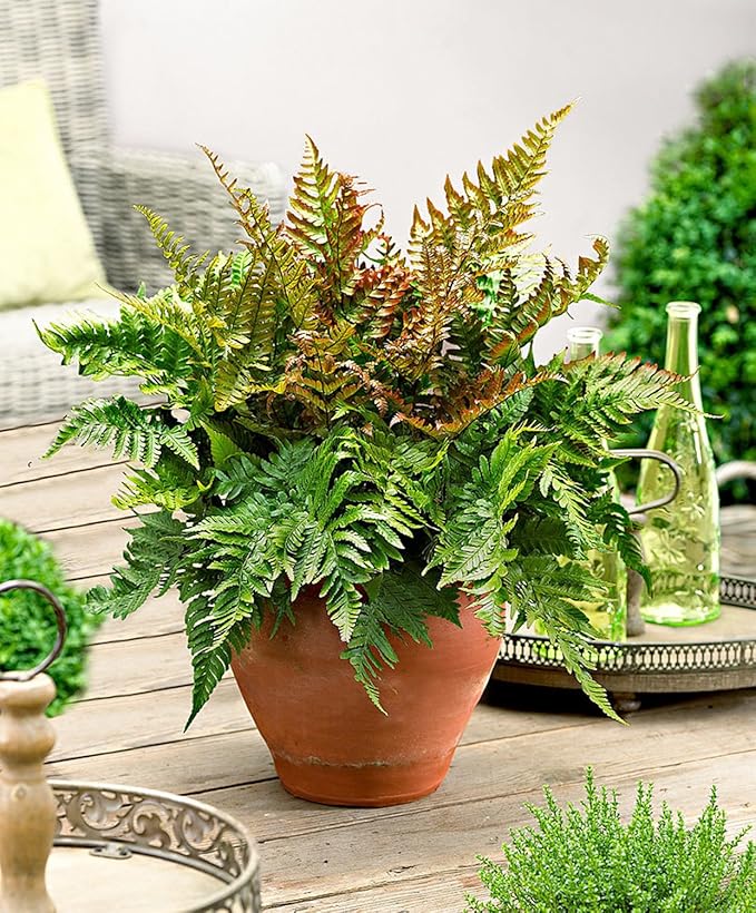 American Plant Exchange Live Autumn Fern – 6-Inch Pot – Hardy Shade-Loving Fern with Copper-Toned New Growth, Easy Care Plant for Outdoor Gardens, Patios, Containers & Woodland Landscapes