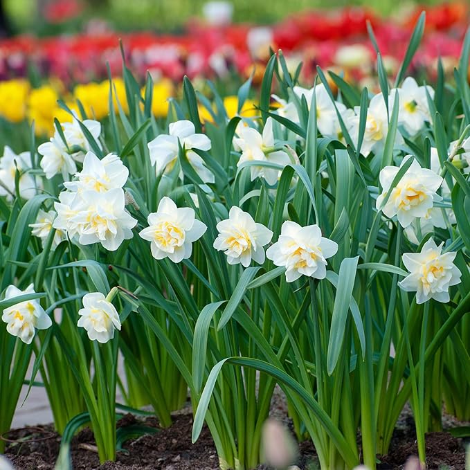 Garden State Bulb Narcissus White Lion Double Daffodil Flower Bulbs, 16/18cm, Fall Planting (Bag of 50)