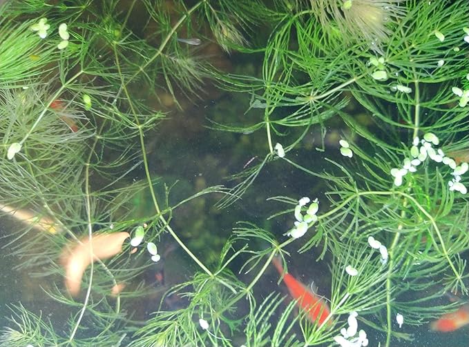 Live Hornwort Aquarium Plants, 4 Bunches with 3 Stems Each, 6-8 Inch Length, Freshwater Submerged Plants for Fish Ponds
