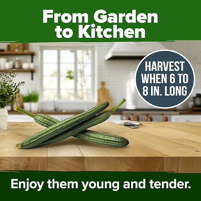 HOME GROWN Luffa Seeds (Luffa aegyptiaca) 40 Heirloom Loofah Gourd Seeds for Planting High Germination Rate - Make Sponges or Harvest Young Loofahs for Eating