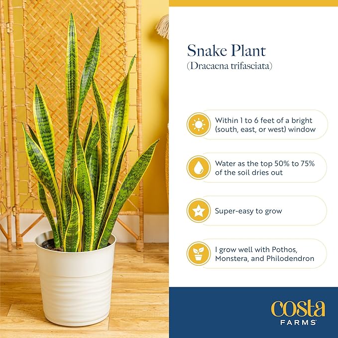 Costa Farms Snake, Sansevieria White-Natural Decor Planter Live Indoor Plant, 12-Inch Tall, Grower's Choice, Green, Yellow
