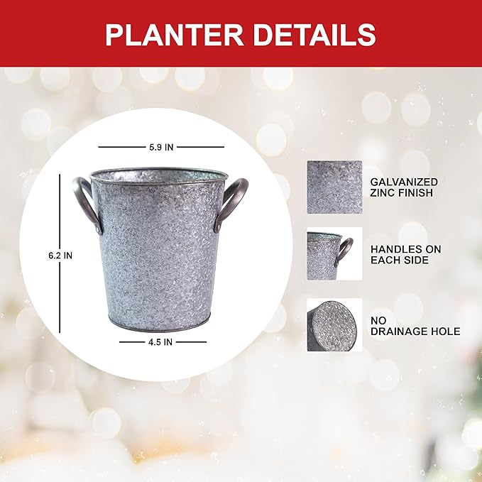Garden State Bulb Galaxy Nymph Double Amaryllis Bulb Holiday Gift Kit, 26/28cm
