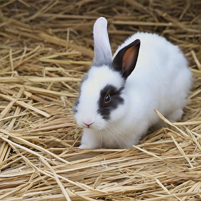 Premium Wheat Straw (1 Cu. Ft.) for Small Animal Bedding, Gardening, Landscaping, Mulching, Overseeding Grass Spots, and Composting - Lancaster Agriculture Products