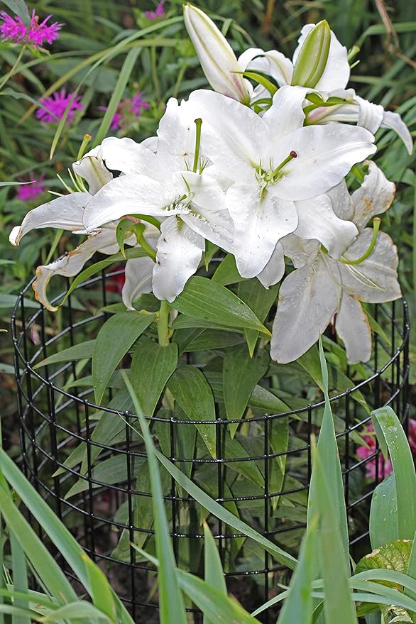 Erva Bunny Barricade Plant Protector Cage (3pk) - Plant Cages for Garden - Plant Protectors from Animals and Crop Cages for Garden - Made in The USA
