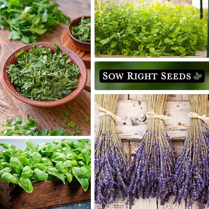 Sow Right Seeds - Most Popular Herb Seed Collection for Planting - Mint, Lavender, Sweet Basil, Cilantro, and Parsley - 5 Packets with Instructions to Grow a Home Kitchen Garden or Hydroponics