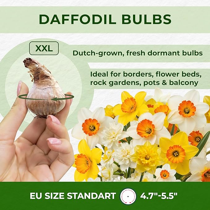 Budget Fragrant Daffodil Bulbs Collection (25 Daffodil), Perennial and Hardy, Flower Bulb Mix from Holland for Garden and Pot, 6-7 Varieties (no Seeds, not Artificial)