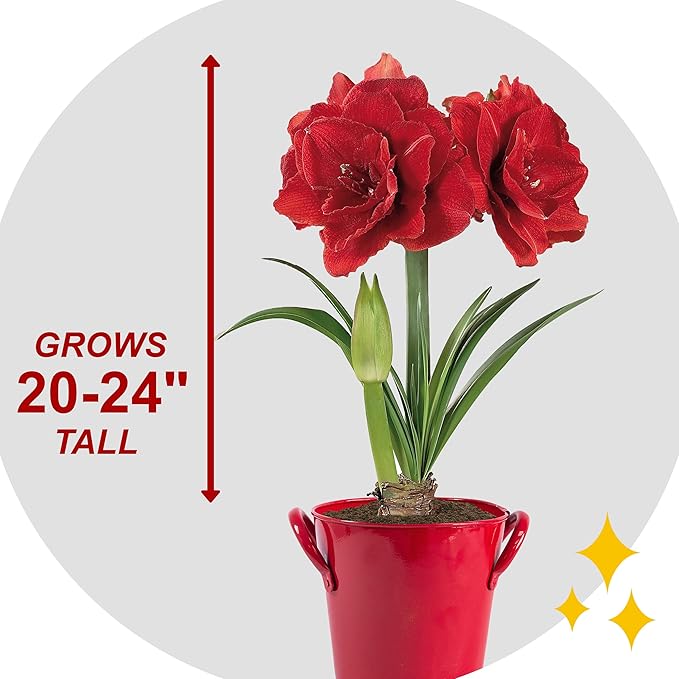 Garden State Bulb Red Double Amaryllis Bulb Gift Kit, 26/28cm (Red Planter)