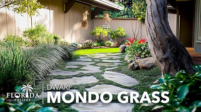 Dwarf Mondo Grass | 3 Large 4 Inch Pots | Ophiopogon Japonicus Nanus | Live Evergreen Shade Loving Groundcover