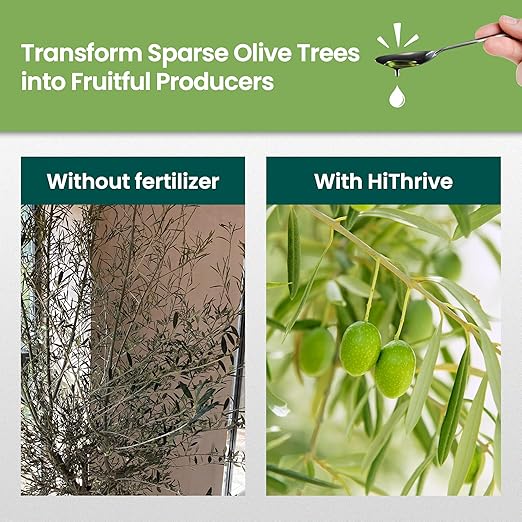 16oz Olive Tree Fertilizer – Makes 16 Gallons of Olive Plant Food – 2-in-1 Liquid Plant Food with Macronutrients + Micronutrients for Lush Foliage, Strong Roots, Bountiful Harvests & Plump Fruits