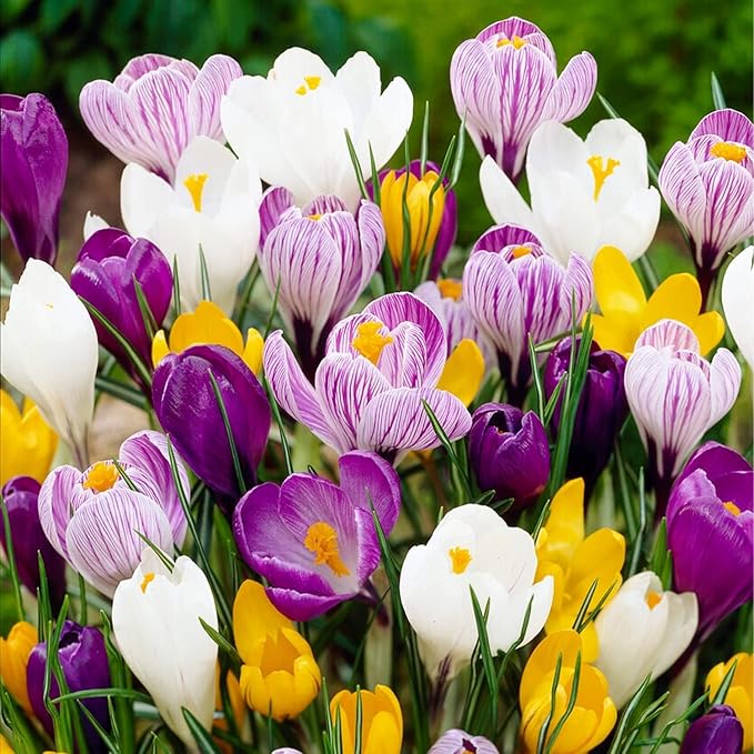 Giant Crocus Bulb Mix, 100 Exclusive Flower Bulbs, Mix of 5 Varieties from Holland, Real Hardy and Perennial Crocus tubers/Flowers (no Seeds) for Garden, pots and Balcony