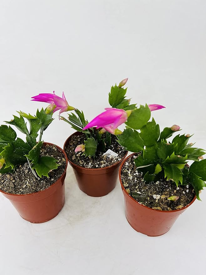 Christmas Cactus Blooms Pink 3 Plants -Zygocactus Plant in 4" pots