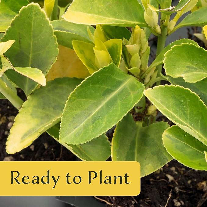3 Golden Euonymus Shrubs | Live Plants in 2.5-inch Nursery Cubes | Japonica ‘Aureo-Marginatus’ Variety | Easy-Care Evergreen | Variegated Yellow-Green Foliage | Hedges & Shrubs for Home & Garden