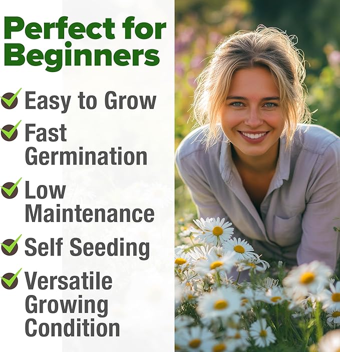 HOME GROWN German Chamomile Seed Pack – 2,280 Non GMO Heirloom Seeds for Planting for Sustainable Gardens and Soothing Medicinal Herbal Teas (Matricaria chamomilla)
