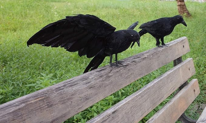 Etistta 2-Pack Realistic Crows Lifesize Extra Large Handmade Black Feathered Crow for Halloween Decorations Birds, L (13 inch+12 inch)
