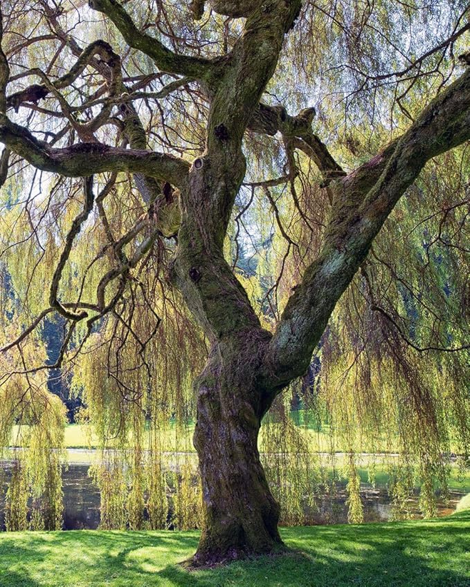 Weeping Willow Tree – 1 Gallon Potted – Fast-Growing Shade Tree | Arbor Day Foundation (Due to Agricultural Laws, Unavailable to CA, CT or AZ)