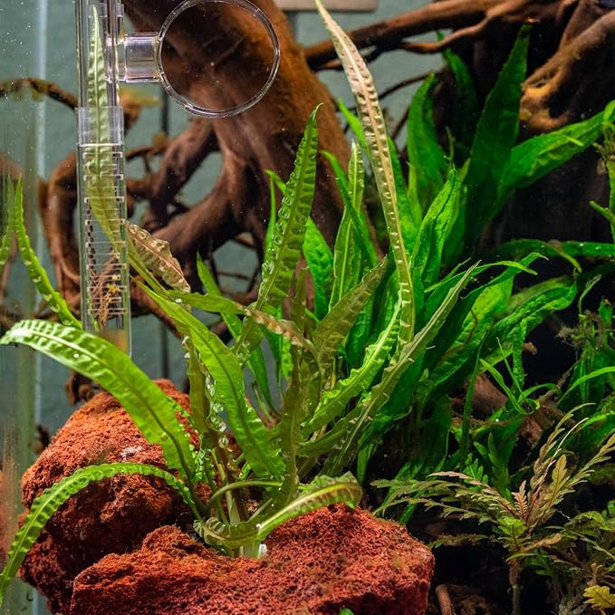 SubstrateSource Cryptocoryne Live Aquarium Plants - Freshwater Plant for Aquariums, Planted Fish Tanks - Beginner Friendly (Balansae, 1 Pot (3-5 Plants))