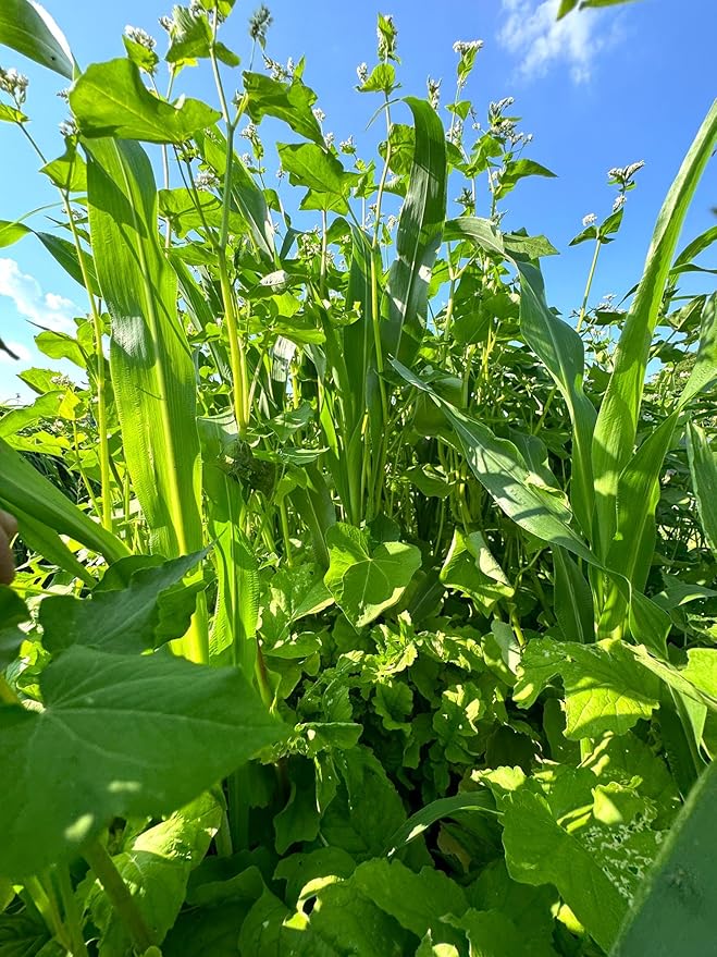 Dirt Doctor Food Plot Seed Mix for Deer, Perfect for Rebuilding Topsoil, Breaking up Compaction, and Recharging Nutrients, Buckwheat, Grain Sorghum, 2 Clovers, Tillage Radishes