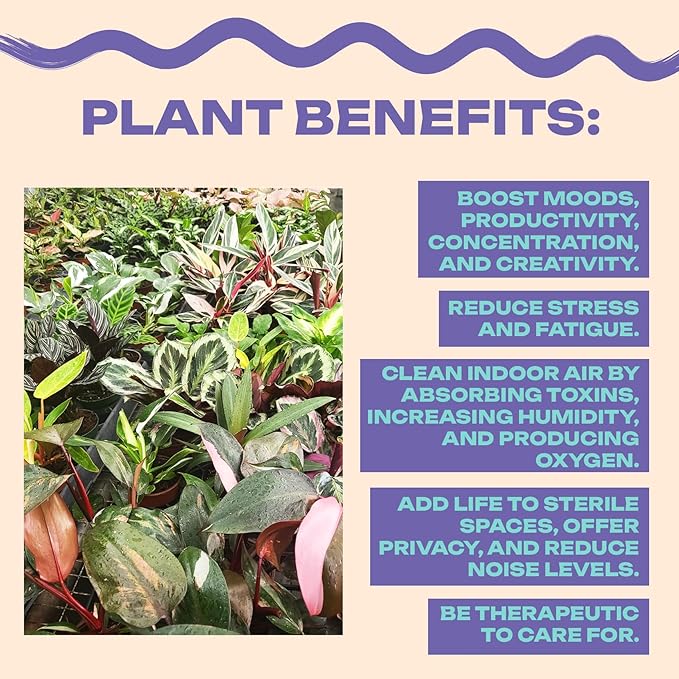 Aglaonema Pink Pearl, Live Plant in a 4 Inch Growers Pot, Live Indoor, Easy to Grow, Easy to Care, and Low Maintenance Houseplant,Pink Plants