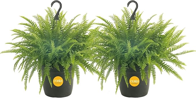 Costa Farms Boston Fern Live Plants in Plastic Pots, Large Air Purifying Indoor & Outdoor Houseplants, Patio, Garden, Home, or Office Decor, House Warming Gift, 2-3 Feet Tall & Wide, Pack of 2