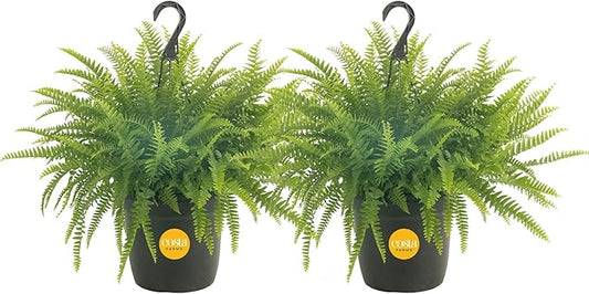 Costa Farms Boston Fern Live Plants in Plastic Pots, Large Air Purifying Indoor & Outdoor Houseplants, Patio, Garden, Home, or Office Decor, House Warming Gift, 2-3 Feet Tall & Wide, Pack of 2