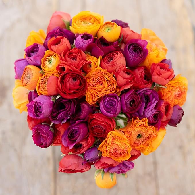 Ranunculus Bulbs - Passion Mix - 40 Bulbs - Mixed Flower Bulbs, Corm Attracts Bees, Attracts Pollinators, Easy to Maintain & Grow, Fragrant, Container Garden