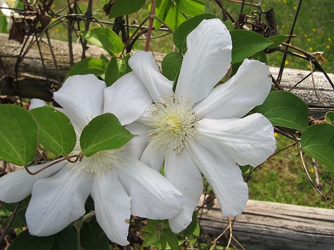 Candida Clematis Vine - Live Plant in a 4 Inch Growers Pot - Clematis 'Candida' - Starter Plants Ready for The Garden - Bold and Beautiful Purple Flowering Vine