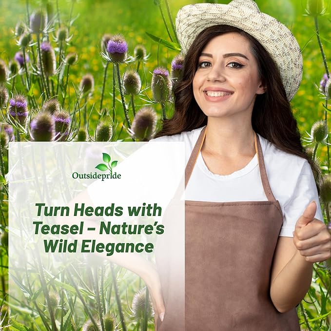 Outsidepride Teasel Seeds - 2000 Pcs. Biennal, Low Maintenance & Drought Tolerant, Flower Seeds for Planting Tall, Comb-Like Lilac Blooms for Cut Flower Arrangements & Pollinator Gardens