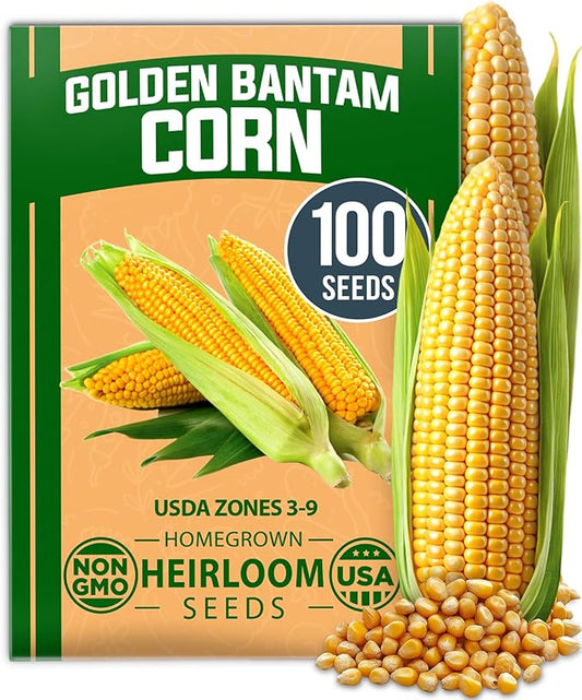 HOME GROWN Golden Bantam Corn 1 Pack 100 Heirloom Vegetable Seeds Grow Sweet Corn Outdoors Easy for Beginners & Great for Home Gardeners High Germination (Zea mays)