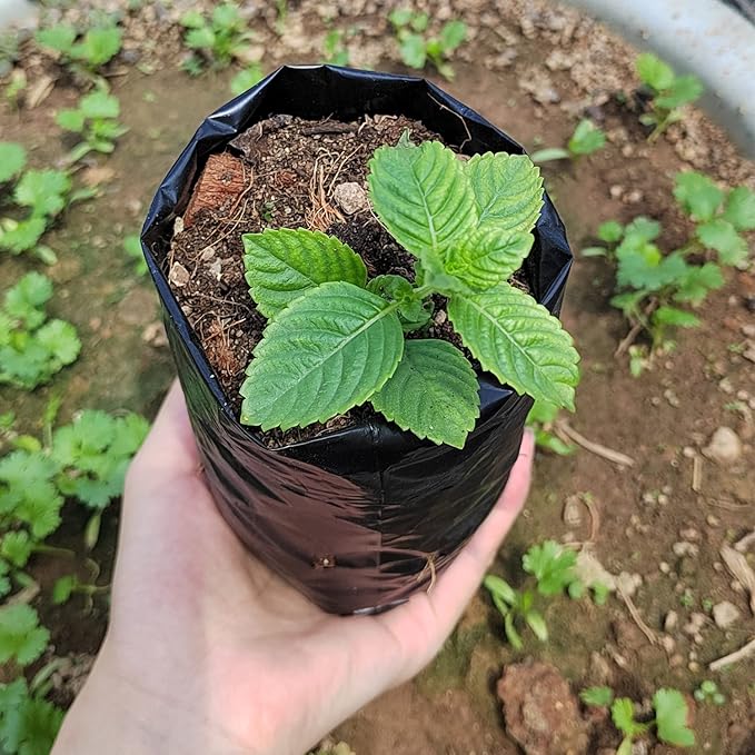 Belit 100 Pcs Plant Nursery Bags, Plastic Seedling Pots Container for Fruit Tree, Flower, Starting saplings, Plant Grow(3.5"x6.6")