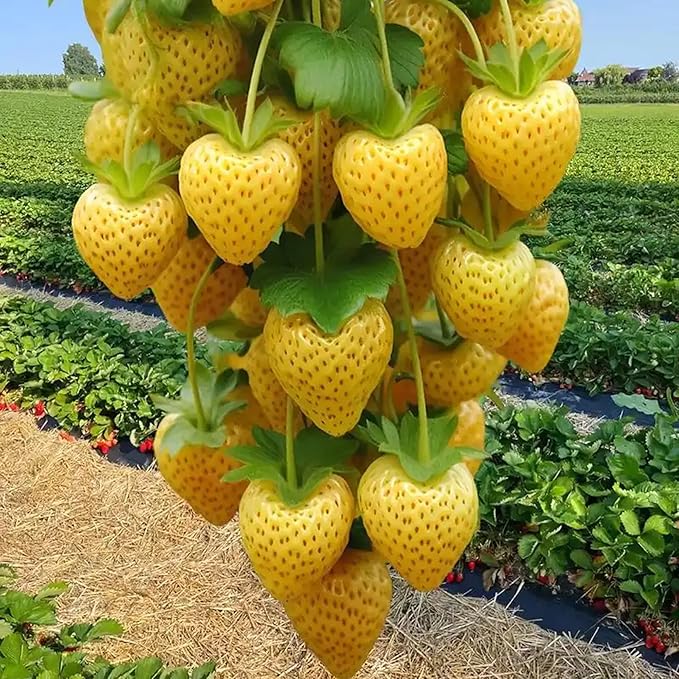 499pcs Mixed Strawberry Cranberry Seeds Kit for Planting (Four Varieties of Strawberries, A Type of Red Berry Seeds), Non-GMO Hardy Plants Fruits Seeds, Home Garden Plants for Outdoors
