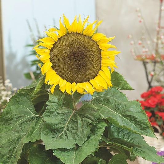 Dwarf Star Sunflower 4 Gram ~125 Seeds – Non-GMO, Heirloom, Open-Pollinated – Compact 2 ft Plants with 4–5 Inch Yellow Blooms – Bedding or Container Garden Flower