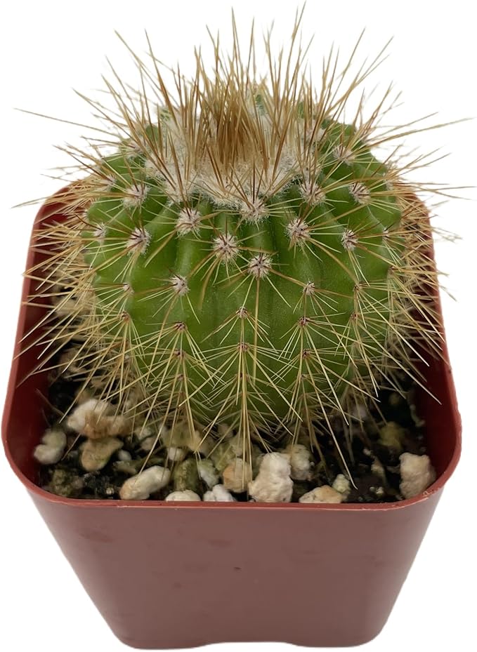 Sprout N Green Parodia Schumanniana, Live Cactus Plant Fully Rooted in 2" Pots with Soil Mix, Houseplant for Indoor Outdoor Home Office Decor