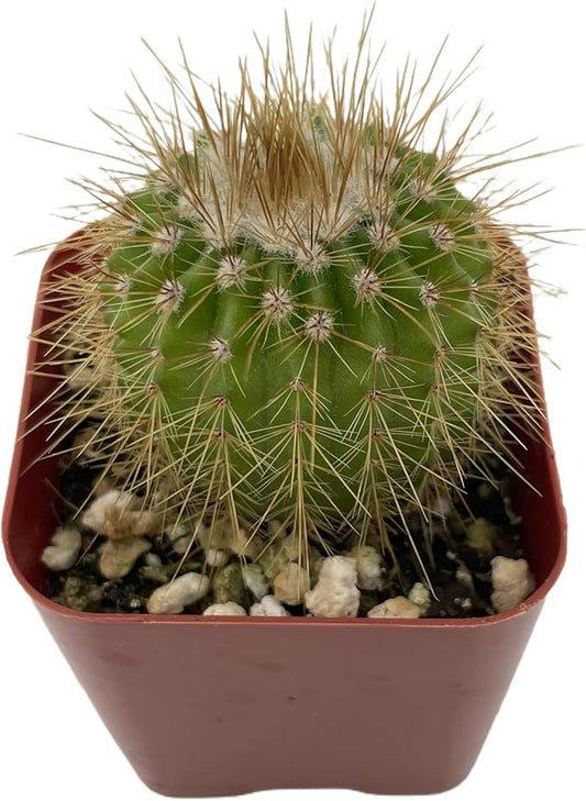 Sprout N Green Parodia Schumanniana, Live Cactus Plant Fully Rooted in 2" Pots with Soil Mix, Houseplant for Indoor Outdoor Home Office Decor