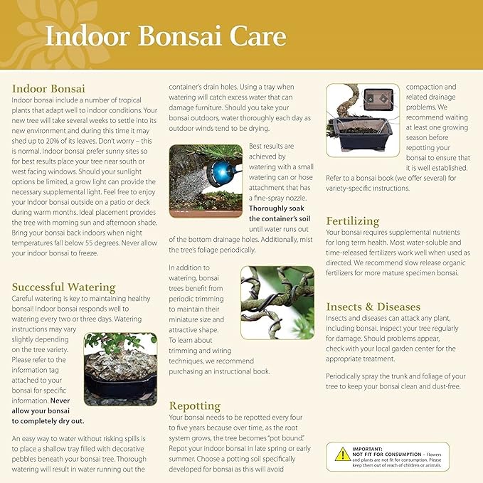 Brussel's Bonsai Live Ginseng Grafted Ficus Bonsai Tree Kit - Small Indoor Bonsai Ficus Tree - Bonsai Kit with Ceramic Bonsai Pot and Bonsai Soil