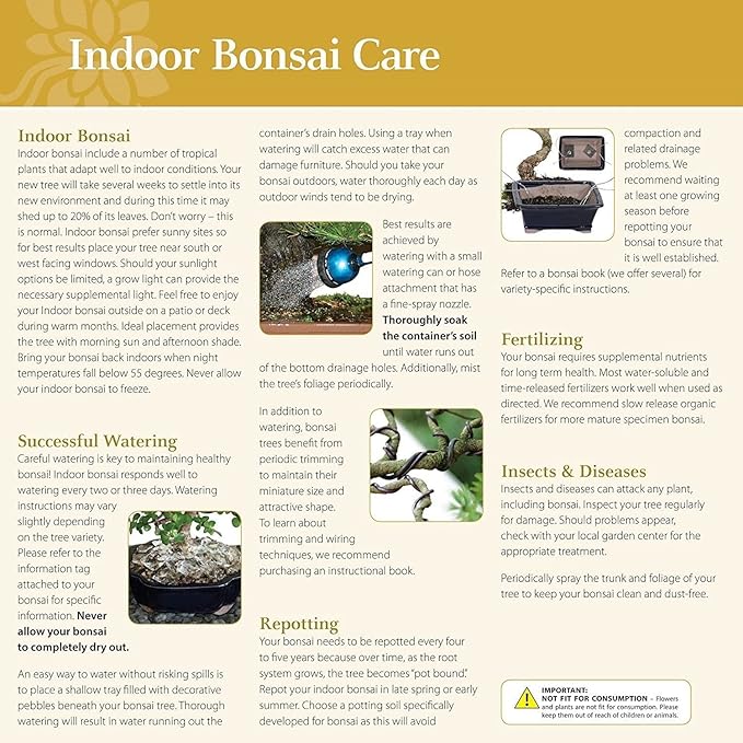Brussel's Bonsai Live Golden Gate Ficus Indoor Bonsai Tree - Medium, 7 Years, 8 to 16 In - Live Bonsai Tree in Ceramic Bonsai Pot and Humidity Tray